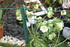 ENCORE DES FLEURS DU JARDIN