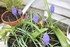ENCORE DES FLEURS DU JARDIN