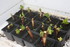 ENCORE DES FLEURS DU JARDIN