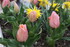QUELQUES FLEURS DU JARDIN