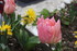 QUELQUES FLEURS DU JARDIN