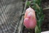 QUELQUES FLEURS DU JARDIN