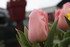 QUELQUES FLEURS DU JARDIN