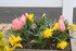QUELQUES FLEURS DU JARDIN