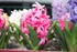 QUELQUES FLEURS DU JARDIN