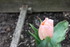 QUELQUES FLEURS DU JARDIN