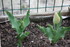 QUELQUES FLEURS DU JARDIN