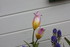 QUELQUES FLEURS DU JARDIN