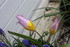 QUELQUES FLEURS DU JARDIN