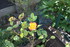 FLEURS DE jardin