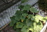 FLEURS DE jardin