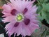 FLEURS DU JARDIN