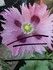FLEURS DU JARDIN