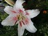 FLEURS DU JARDIN