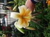 FLEURS DU JARDIN