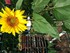 FLEURS DU JARDIN