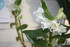 UNE ORCHIDEE EN FLEUR