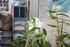 UNE ORCHIDEE EN FLEUR