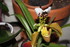 DE NOUVELLES ORCHIDEES