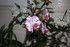 DE NOUVELLES ORCHIDEES