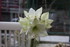 FLEURS et ANIMEAUX