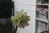 FLEURS et ANIMEAUX
