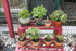 UN PETIT TOUR AU JARDIN
