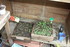 UN PETIT TOUR AU JARDIN