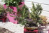 FLEURS DU JARDIN