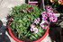 FLEURS DU JARDIN