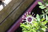 FLEURS DU JARDIN