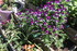 FLEURS DU JARDIN
