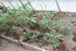 FLEURS DU JARDIN