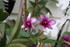 ENCORE DES FLEURS