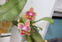 ENCORE DES FLEURS