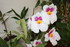 ENCORE DES FLEURS