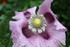 COIN POUR INSECTES