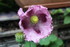 COIN POUR INSECTES