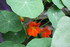 COIN POUR INSECTES