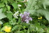 COIN POUR INSECTES