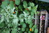 COIN POUR INSECTES