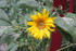 QUELQUES FLEURS DU JARDIN