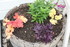 QUELQUES FLEURS DU JARDIN