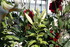 ENCORE DES FLEURS