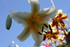ENCORE DES FLEURS