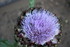 ENCORE DES FLEURS