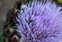 ENCORE DES FLEURS