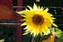 ENCORE DES FLEURS