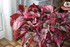 ENCORE DES FLEURS