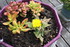 FLEURS DU JARDIN